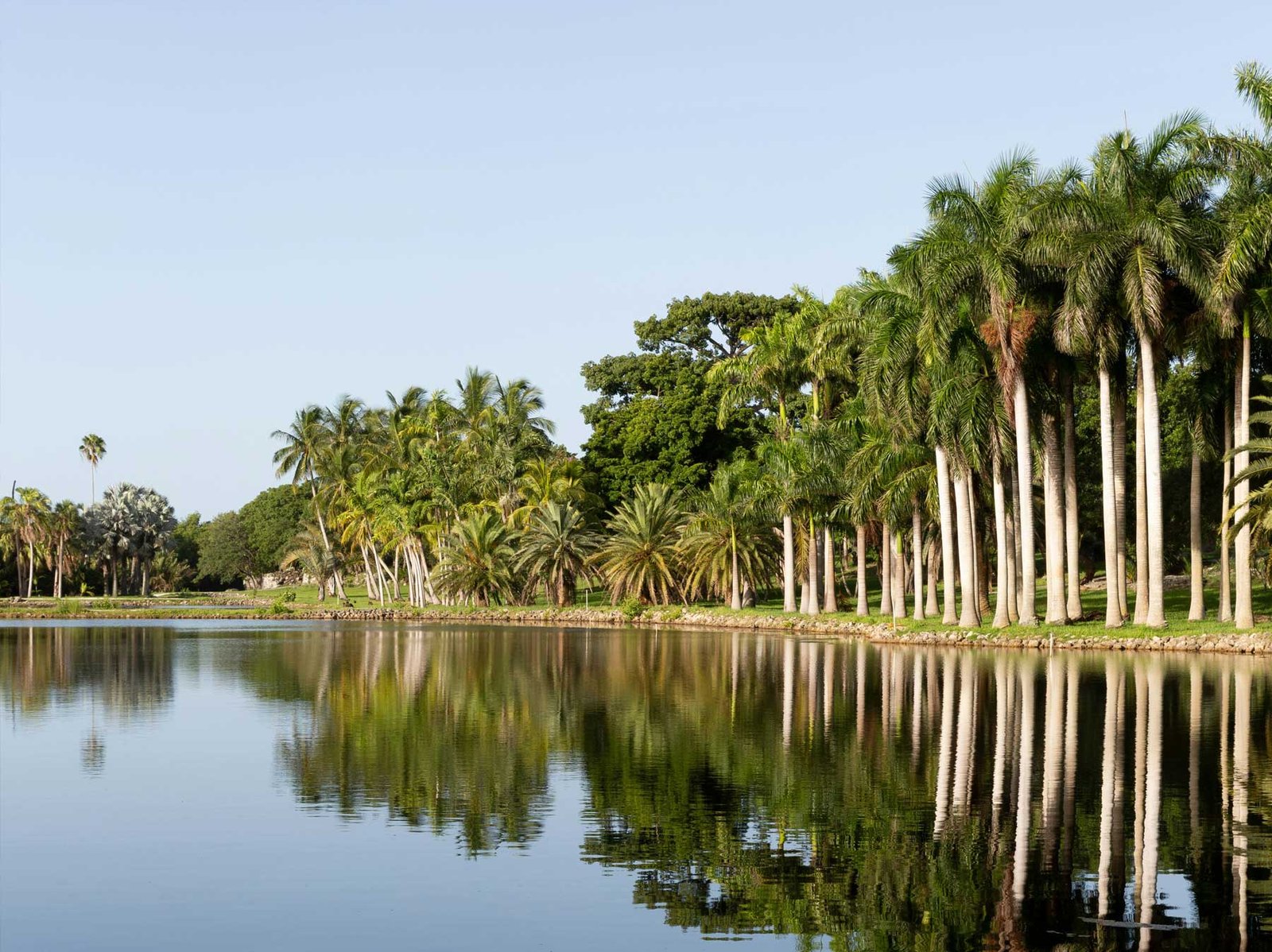 - Coral Gables Royal palms reflected in a Coral Gables waterway