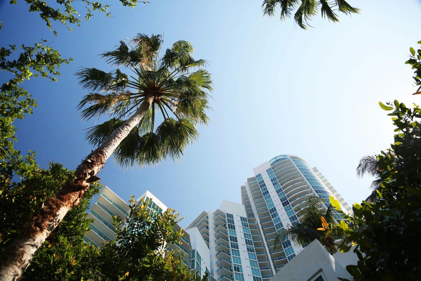A South of Fifth condominium tower seen from below through palms, Miami Beach